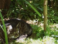 Alice im "Wunderland"- Garten