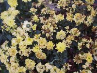 Verblühende Chrysantheme