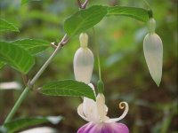 Fuchsie