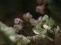 Hortensienblüte im November