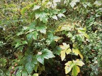 Japan Anemone im Herbst