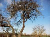 Der Letzte Apfel am Baum