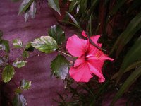 Hibiskusblüte im Winterquartier