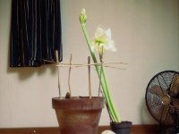 Amaryllis