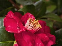Kamelienblüte im Februar
