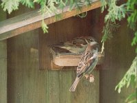 Spatzen am Futterhaus