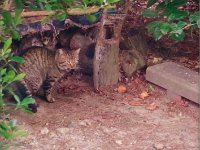 Der fremde Gastkater