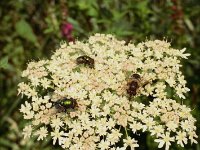 Wiesenbärenklau mit Fliegen