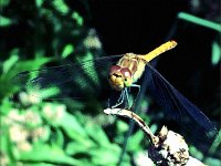 Libelle überm Gartenteich