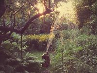 Abendstimmung : Abenddämmerung, Farn, Garten Erlenstraße, Goldfelberich, Polaroid, Rasensprenger, Wasser