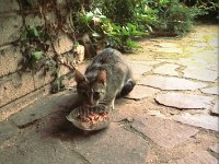 Shalin : Garten Erlenstraße, Katze, Katzen, Polaroid, Shalin, Terrasse