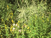 Wildes Leben : Chinaschilf, Garten Erlenstraße, Goldfelberich, Polaroid, Seifenblume, Zebragras