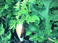 Wiesenbärenklauknospe : Garten Erlenstraße, Knospe, Polaroid, Wiesenbärenklau