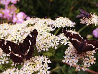 Bärenklaublüte mit Schmetterlingen