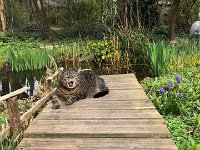 Alice : Alice, Garten Erlenstraße, Katze, Teich, Teichsteg