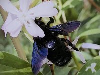 Blaue Holzbiene