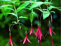 Fuchsienblüten