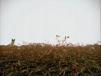 Lilly auf dem herbstlichen Dach