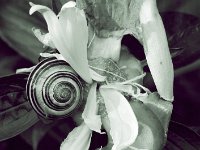 Die Schnecke und die Blüte