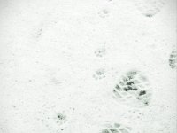 Von Katzen und Menschen