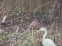 Schneeflocken mit Fasan und falschem Reiher