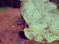 Blatt auf Loch