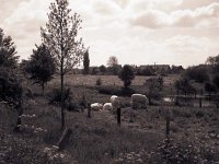 Niederrhein bei Rheinberg  Fuji GW 690 III; Rollei R3/320