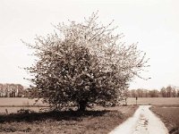 Kirschbaum  Fuji GW 690 III; Adox CHS 50/32 ASA - Mai 2006 -