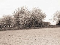 Der Kirschbaumhügel  Fuji GW 690 III; Adox CHS 50/32 ASA - Mai 2006 -