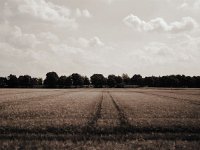 Gerstenfeld  Fuji GW 690 III; Fuji 100 Acros - 17. Juni 2008 -