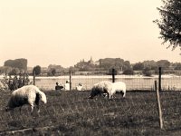 Menschen und Schafe  Pentax 6x7; 4.0/200; Efke R100 - September 2004 -