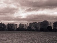 Bäume, Feld und Wolken  Pentax 6x7; 2.4/105; Rollei R 3/800 - Oktober 2004 -