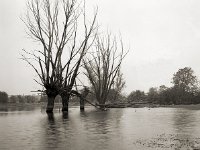 Rheinaue Duisburg-Walsum  Seagull 4A103, Ilford XP1