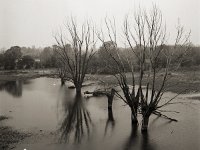 Rheinaue Duisburg-Walsum  Seagull 4A103, Ilford XP1