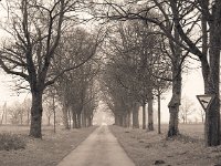 Allee am grauen Wintertag  Pentax 645 N; 2.4/105 (67er); Fuji Neopan 400/640