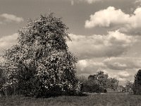 Blühender Birnbaum  Fuji GW 690 III; Classic Pan 400 - 19.04.2004 -