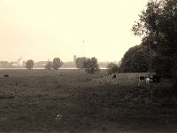 Kühe und Krähe  Fuji GW 690 III; Efke R 100 - 28.04.2004 -