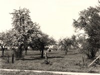 Obstwiese mit Pferd