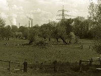 Weiden vor dem Kraftwerk Voerde