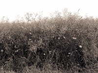 Feldrand mit Mohnblumen  Pentax 645N, 4.0/45 (67er), Adox CHS 100/64