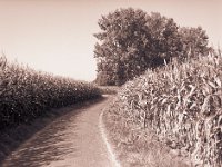 Weg zwischen Maisfeldern  Pentax 645N, 2.8/75, Gelbfilter, FP4+@80 - 17.09.2014 -