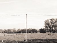 Weiden mit Telegrafenmast  Pentax 67II, 2.4/105, Adox CHS 100/100