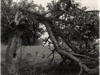 Gestürzter Apfelbaum  Pentax 6x7, 4.0/45, APX400