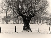 Winterweide  Pentax 6x7, 2.4/105, HP5+