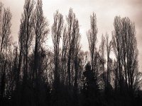 Januarkrähenpappelmorgen  Fuji GW 690 III; Efke R 100