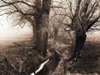 Weiden und Pappeln  Pentax 6x7; 2,4/105; Adox CHM 400/200 - Februar 2006 -