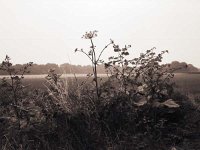 Kletten und Wiesenbärenklau  Fuji GW690 III; Classic Pan 400; Gelbfilter - Juli 2003 -