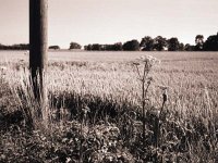 Bauernland  Fuji GW 690 III; Ilford HP5 plus/800; Gelb/Mitttel-Filter - Juli 2003 -