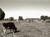 Weideland  Pentax Super A, SMC Fa 1.9/43 Limited, Ilford Pan 100,  Gelbfilter    - 03.06.2023 -