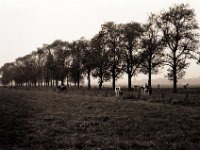 Herbstweide  Pentax MZ-S, SMC FA  1.9/43 Limited, Adox CHS 100II  - 15.10.2022 -